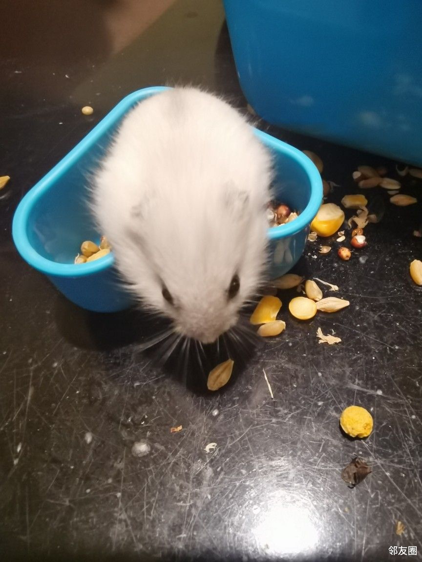 小仓鼠萌萌的,本事还不小