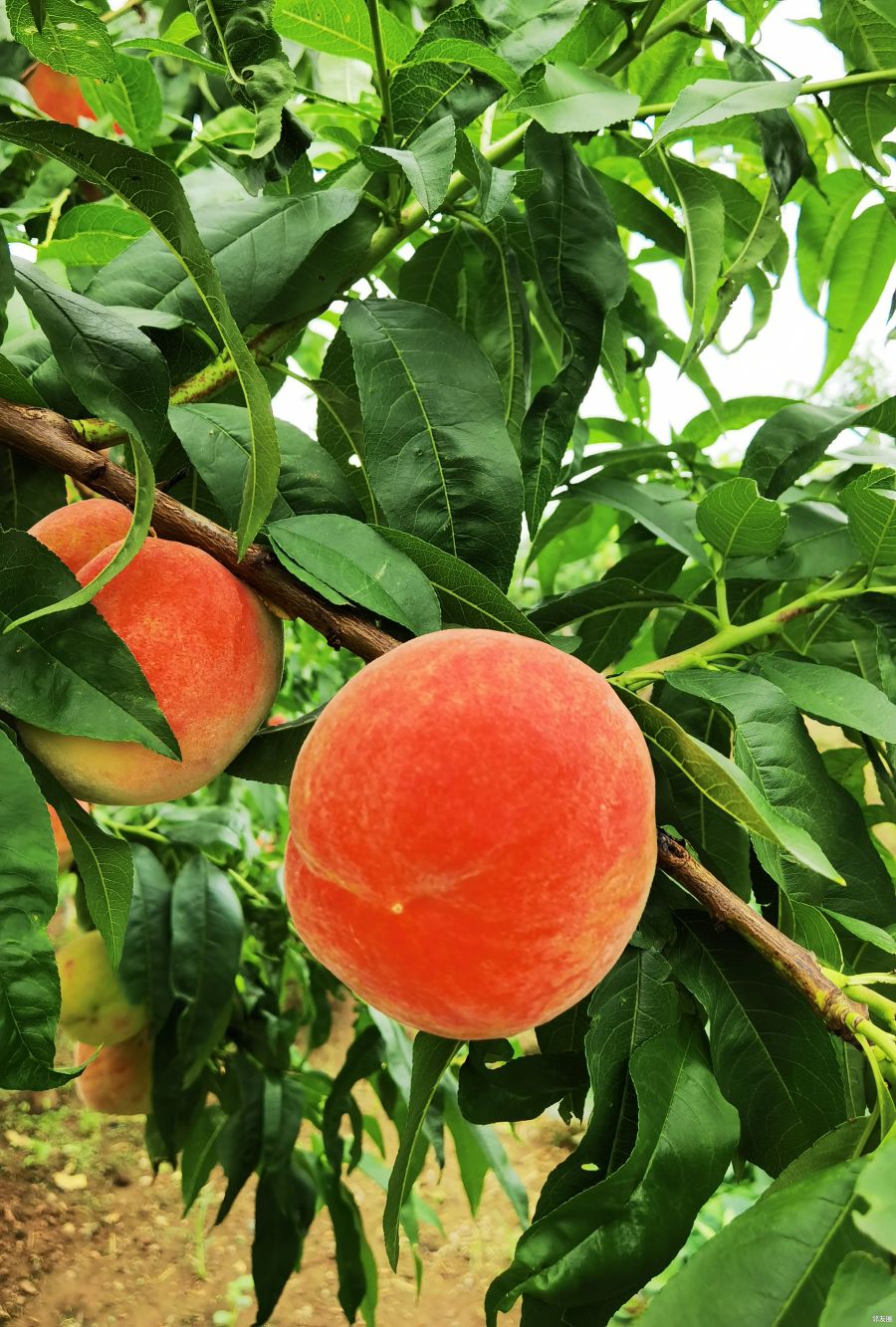 吃了还想吃好吃到爆的平谷大桃今年又来啦全北京包邮到家