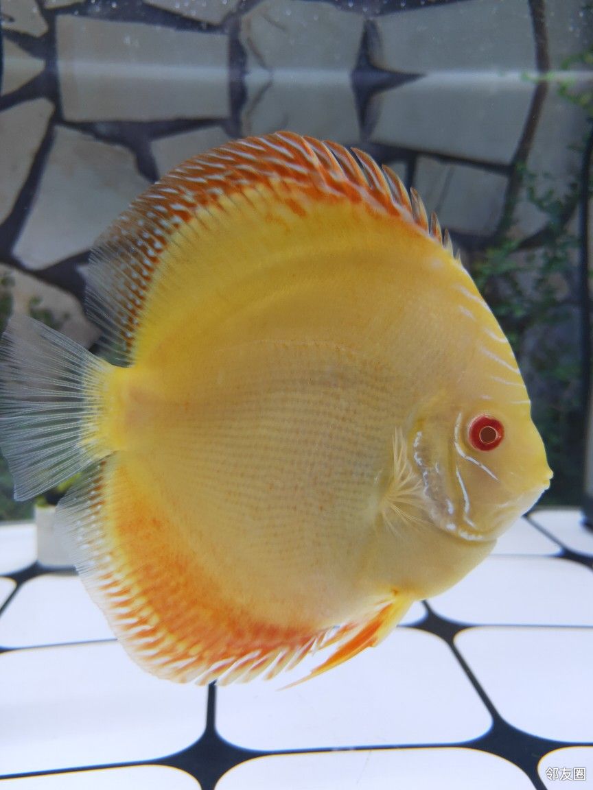 七彩神仙鱼  赤瞳黄金 退坑上岸  肉身10 .鱼龄9个月.