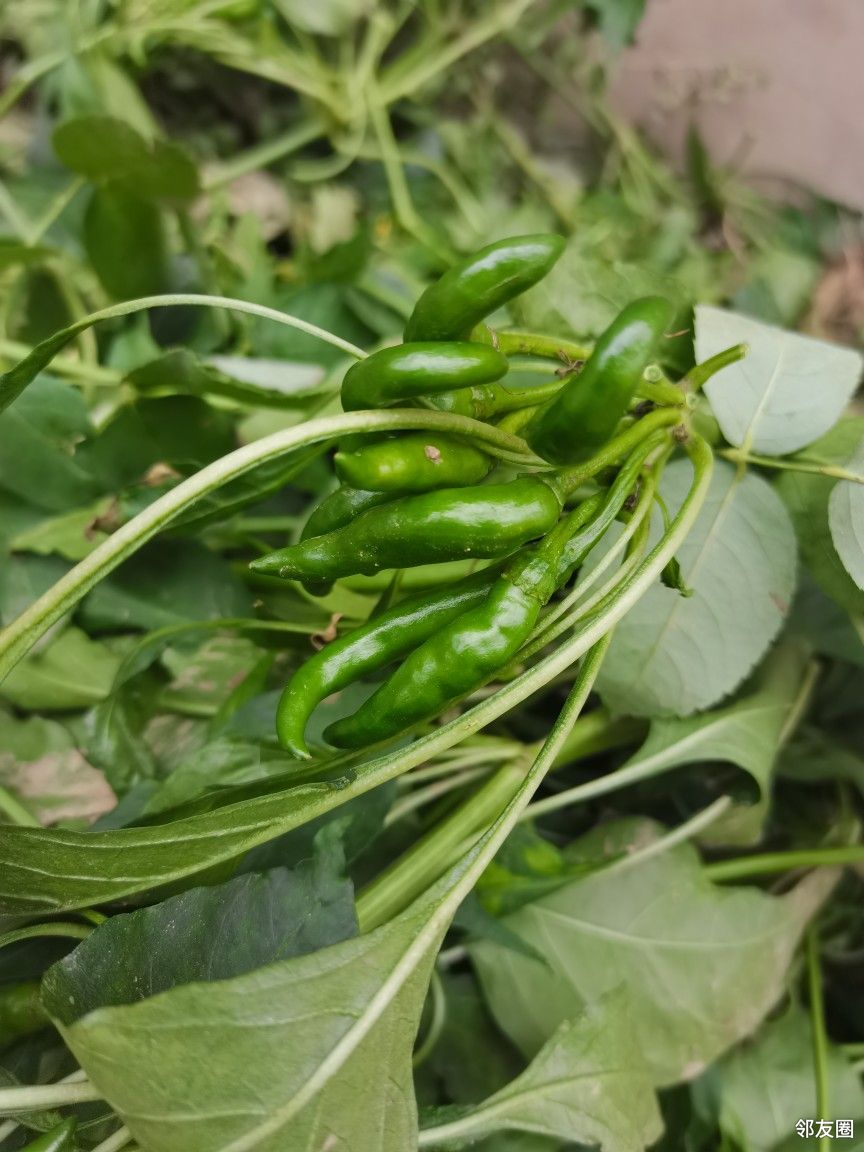收拾院子清理了一些小辣椒, 大家说应该怎么吃才不浪费?