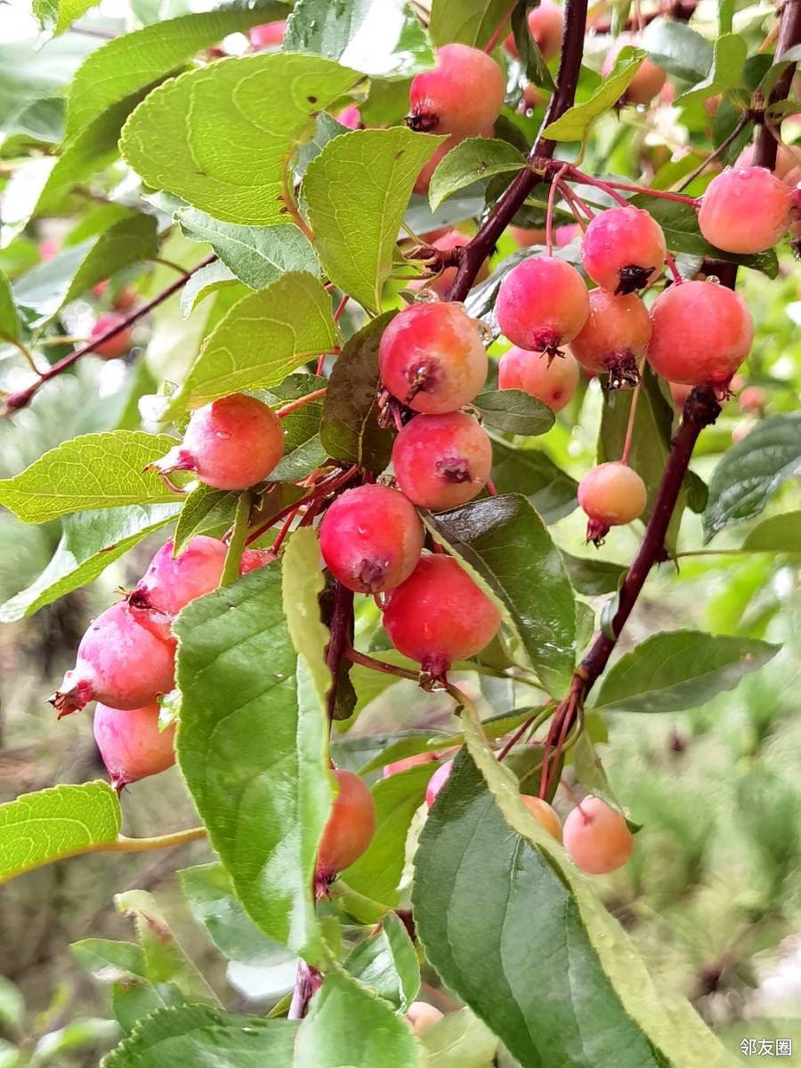 雨后自然中的树木花草都有变化秋天来了