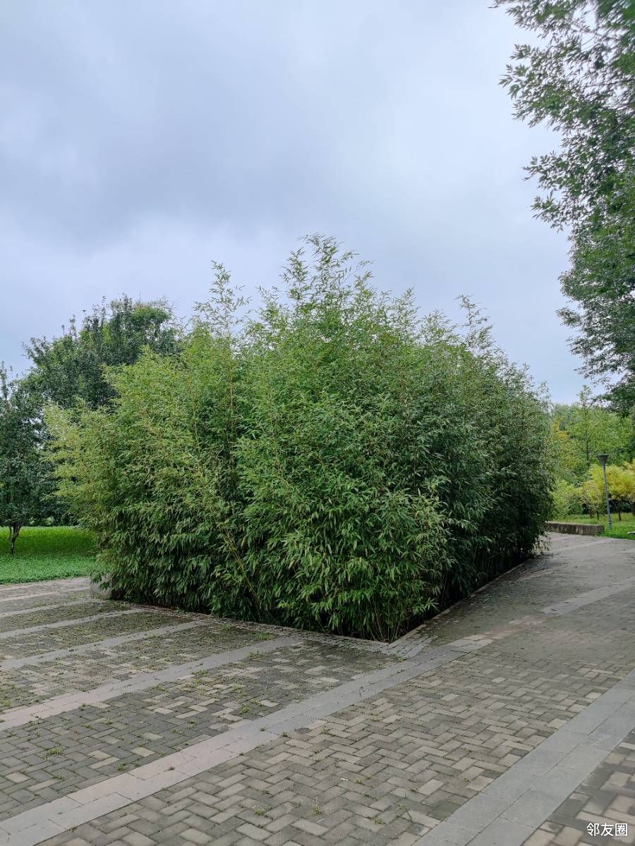 曲径通幽处家门口的瑞竹园