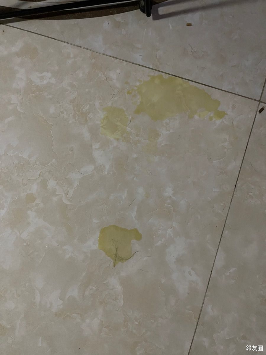 今早发现我的衣服被7岁寿司尿了,后来发现椅垫,地上到处有尿,难道一夜