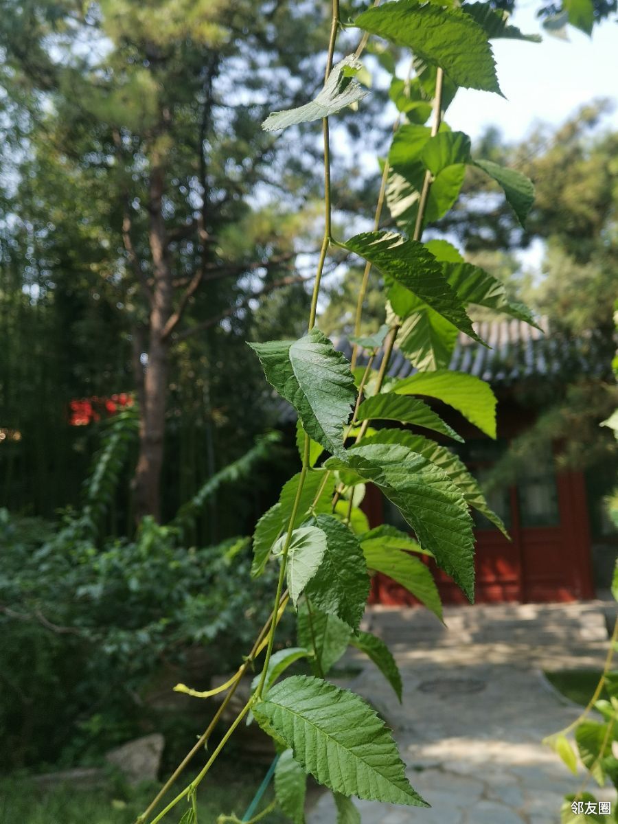 又认识了一棵树