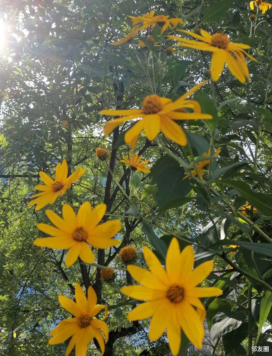 芳华九月九月黄花盛开正旺看看这是啥花
