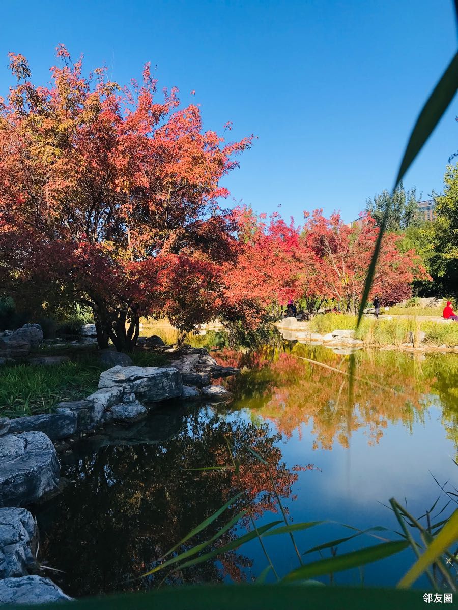 大望京公园的秋,绚丽多彩风景如画