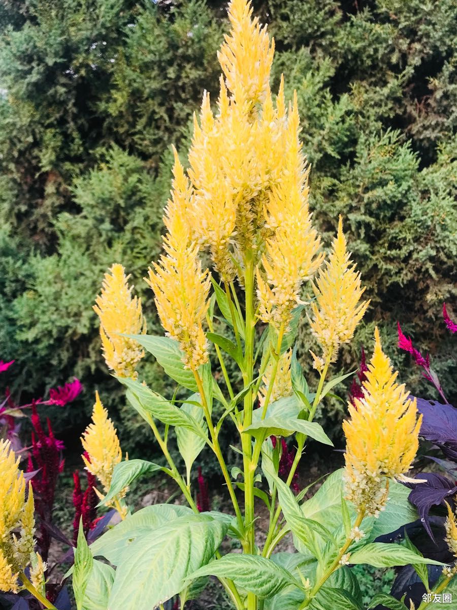 金秋十月#黄色鸡冠花您见过吗?