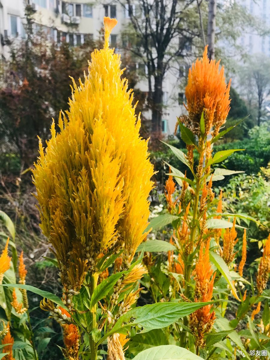 金秋十月#黄色鸡冠花您见过吗?