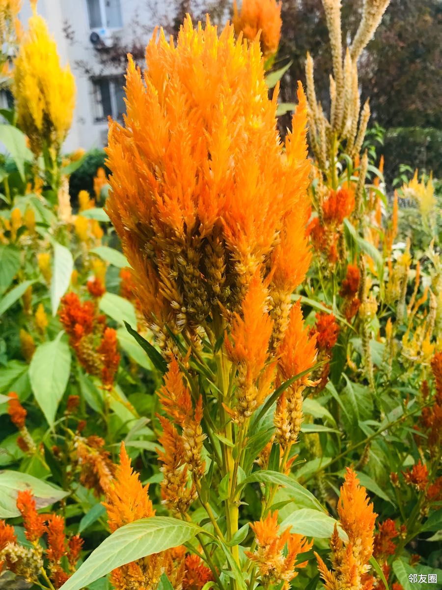 金秋十月#黄色鸡冠花您见过吗?