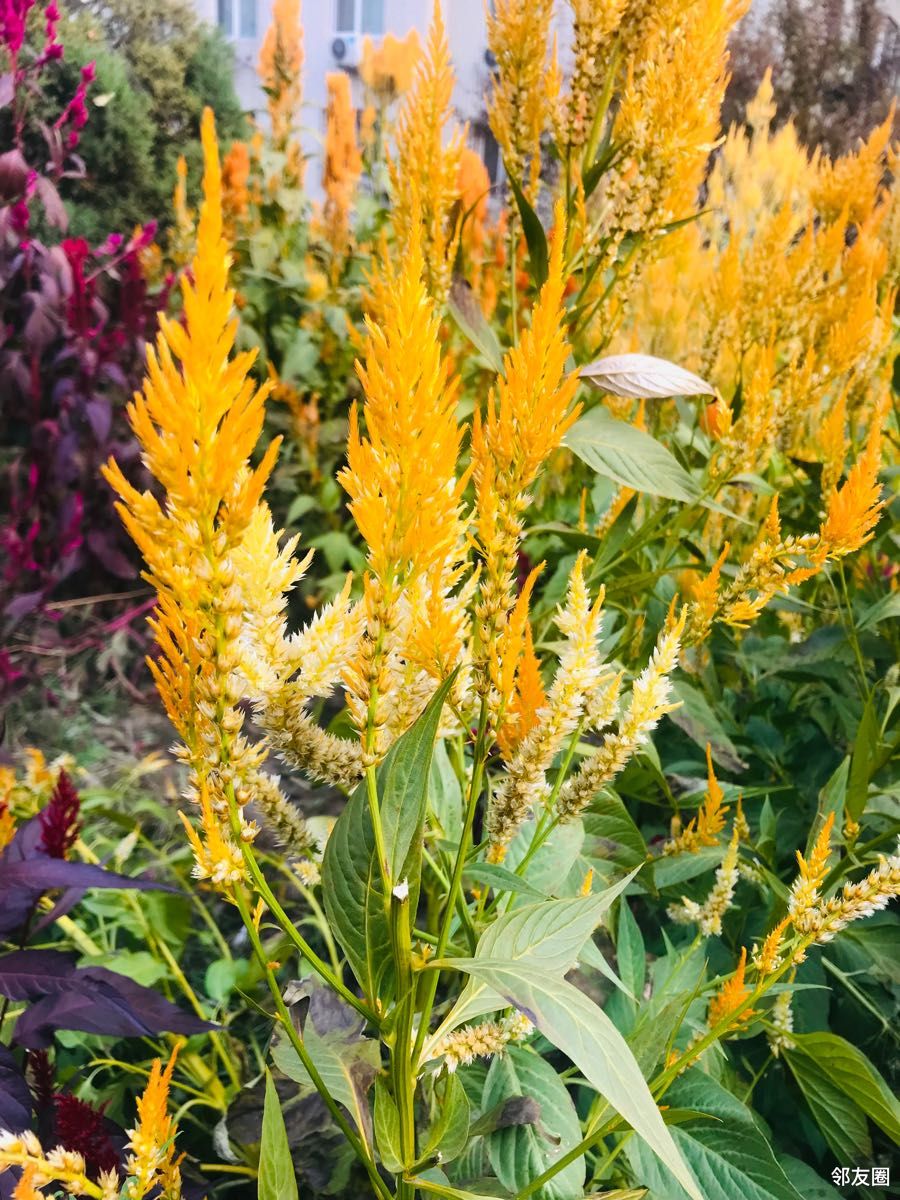 金秋十月#黄色鸡冠花您见过吗?