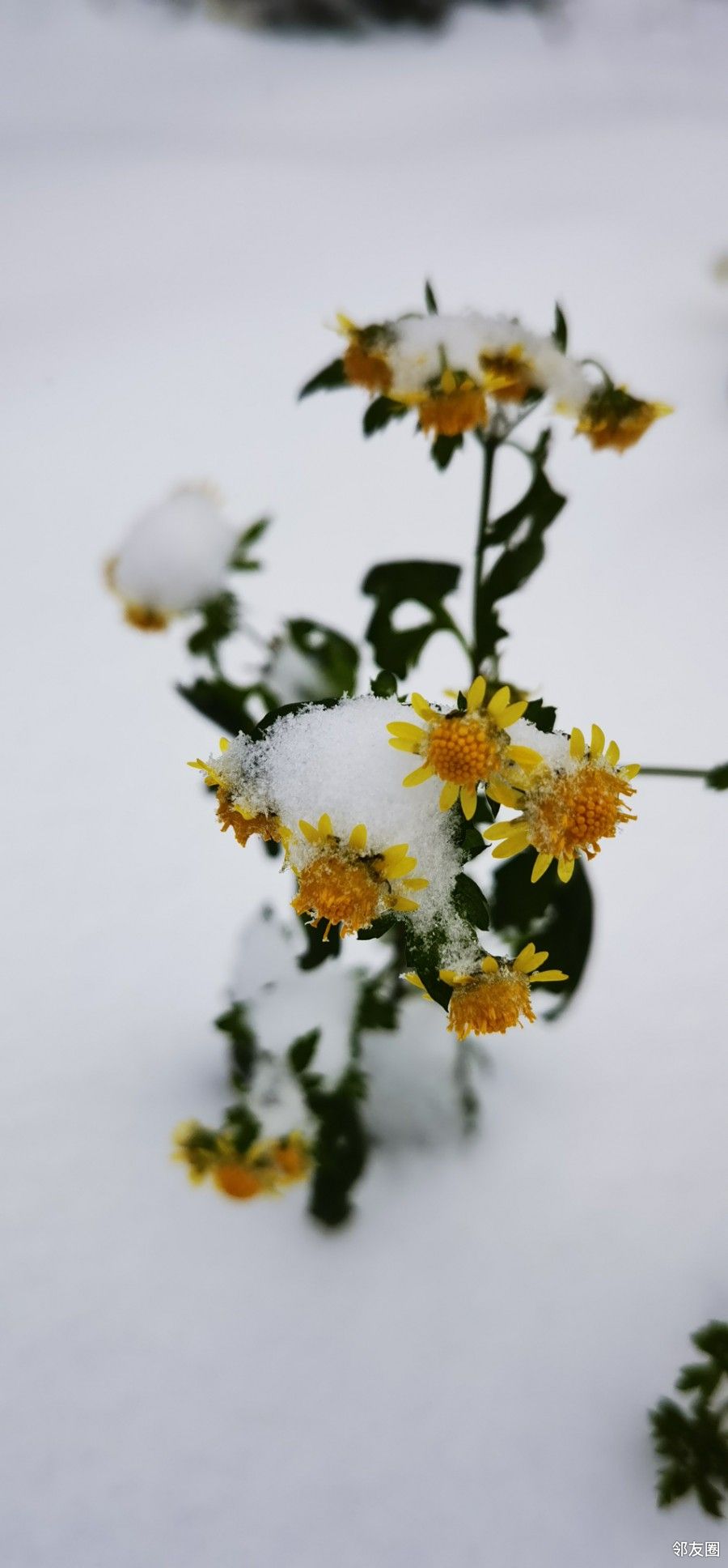 雪中花雪中叶