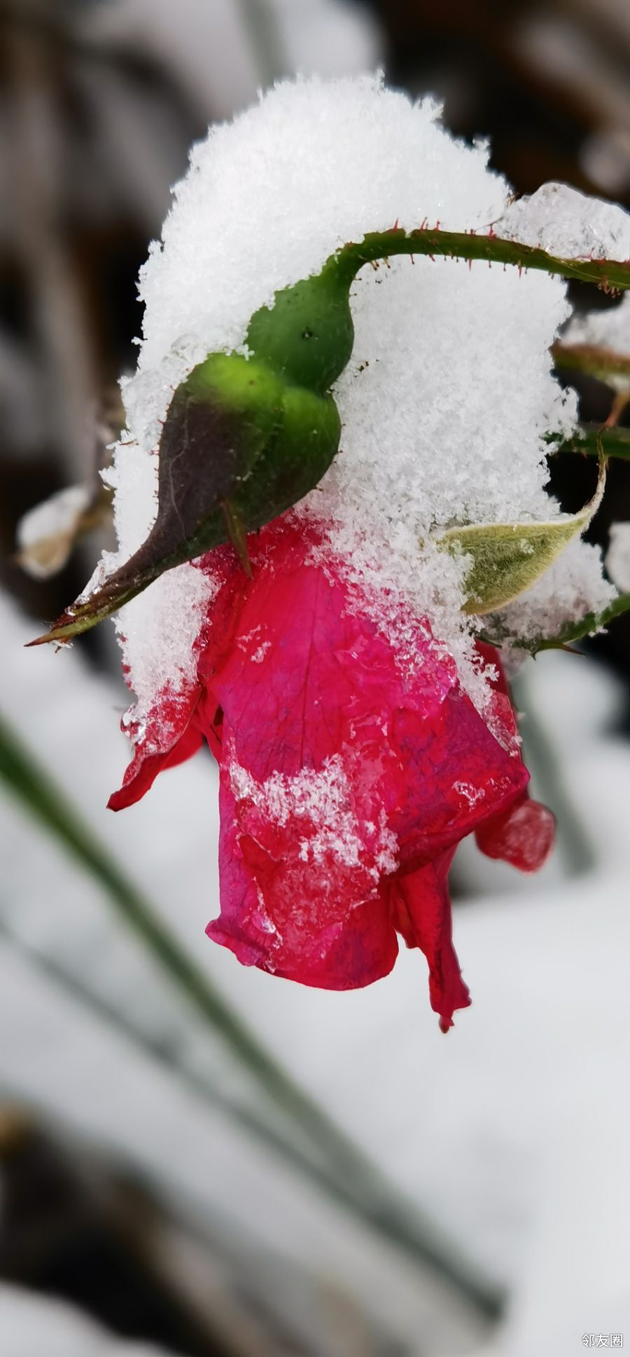 雪中花雪中叶