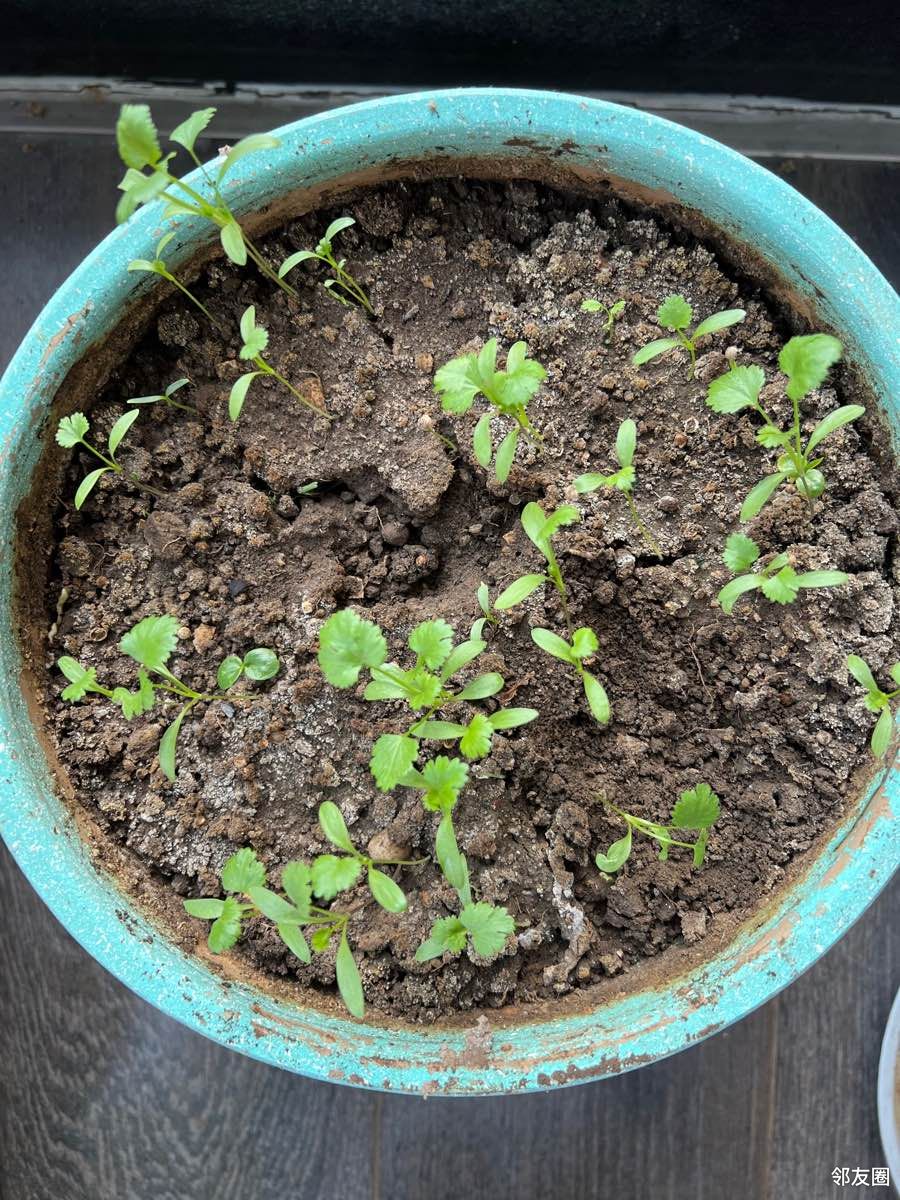 了还在开花结果,种的西红柿也结果了,香菜出的苗不多,今年没种苦菊,种