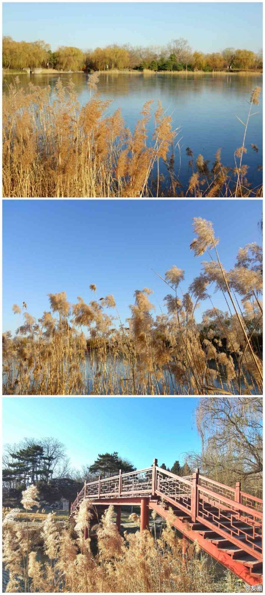 芦苇春夏秋冬的样子图片