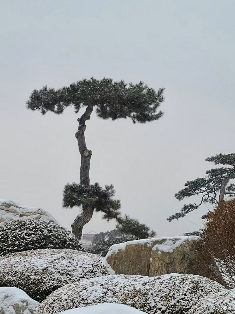 雪中挺拔奇特的松更加神奇秀美