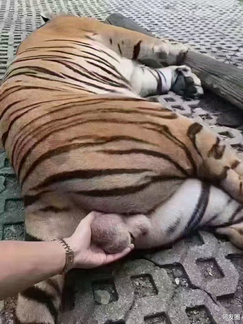 虎年摸虎蛋必赚五百万