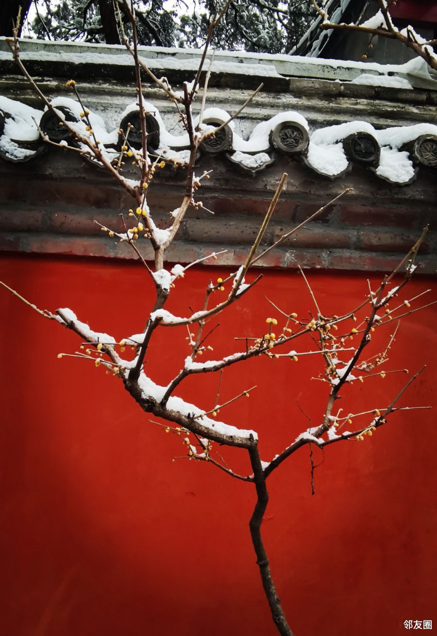 弥补一下没去成故宫的遗憾吧,红墙白雪腊梅#虎年第一场雪#2022-02-13