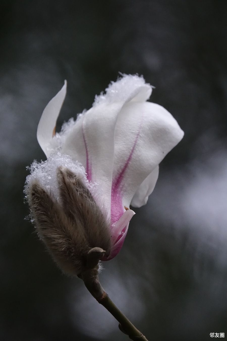 下午的一场雪,给悄然开放的花朵带来薄薄的雪花,花朵更加漂亮在雪中