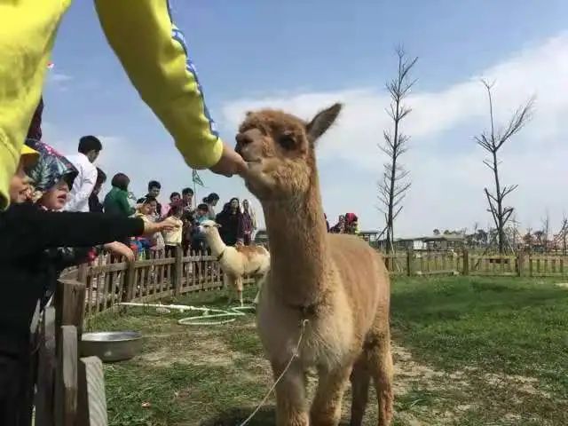 妙峰山趣儿亲子农庄假期出行首选399元起享妙峰山户外之旅亲子乐园萌