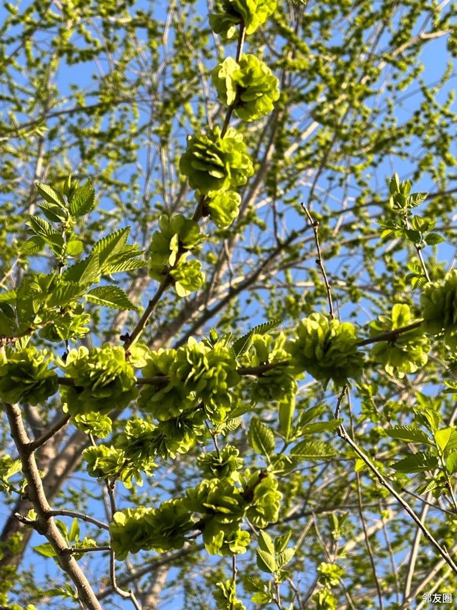 榆钱是榆树的种子,因其外形像钱币,因此得名.