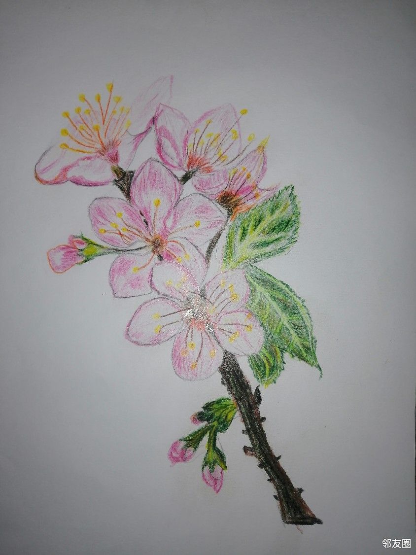春花图手绘画简单图片