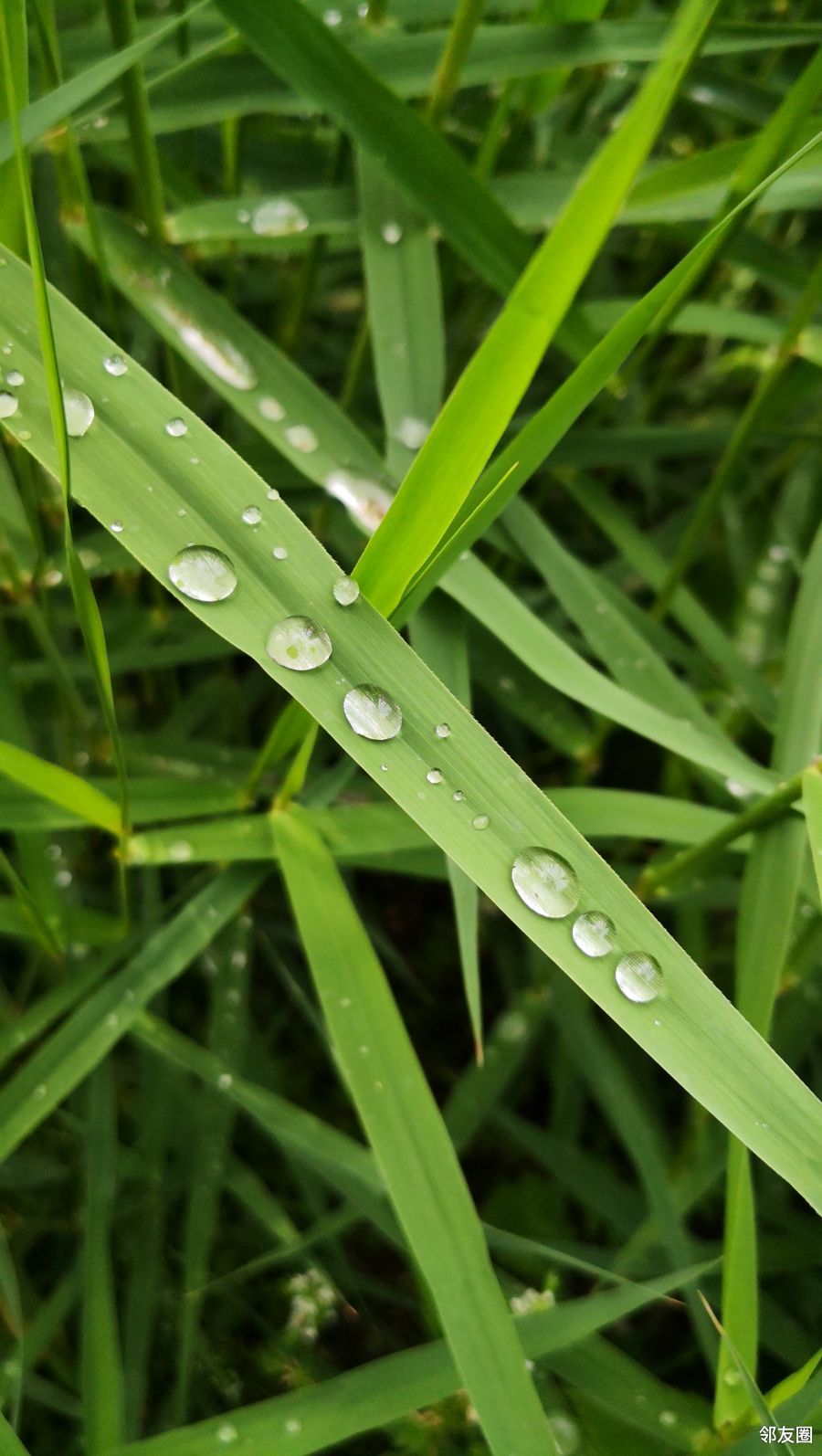 翠绿翠绿真养眼